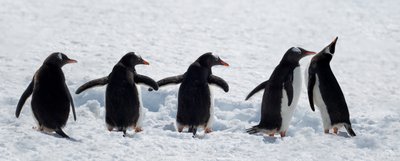 Pinguïns tijdens een wandeling in de sneeuw door Chuanxu Ren