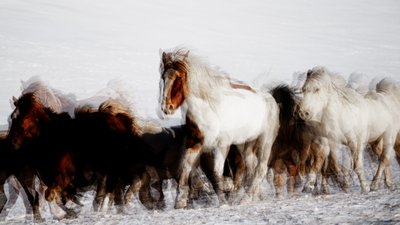 Wilde paarden in winterse beweging door Chuanxu Ren