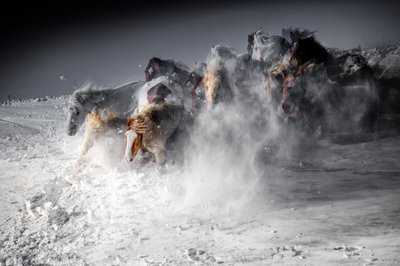 Winterpaardenstormloop door Chuanxu Ren