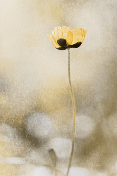  door Cicek Kiral
