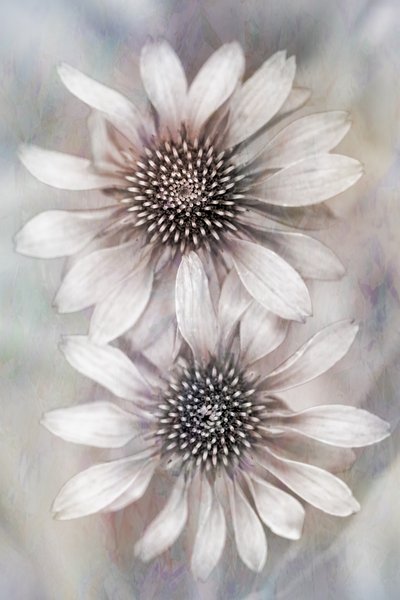  door Cicek Kiral