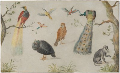 Studie van vogels en aap door Circle of Jan van Kessel the Elder