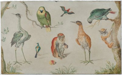 Studie van Vogels en Apen door Circle of Jan van Kessel the Elder