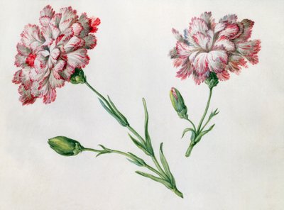 Anjers door Claude Aubriet