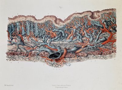 Macroscopische anatomie van de slijmvliezen van de darm, Claude Bernard, Bibl. van de faculteit geneeskunde door Claude Bernard