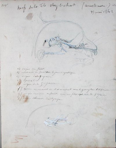 Zenuwstelsel in het hoofd van een kat (mei 1842) door Claude Bernard