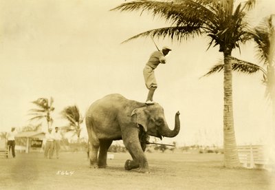 Golfer staand op Rosie de Olifant, Miami Beach, 2 mei 1927 door Claude C. Matlack