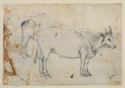 Studie van een os door Claude Lorrain