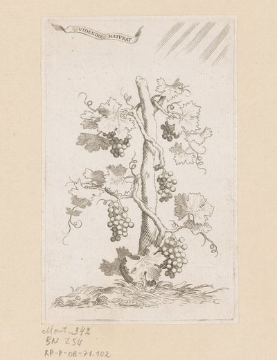 Druivelaar door Claude Mellan