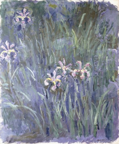 Iris, c.1914-1917 door Claude Monet