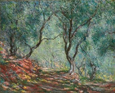Olijfbomen in de Moreno-tuin; Bois d