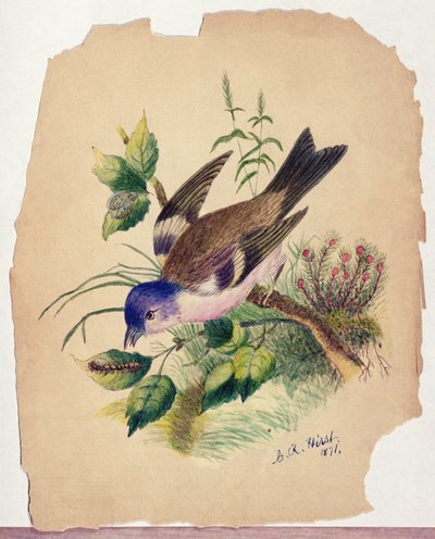 Bluebird op een tak door Claude Raguet Hirst