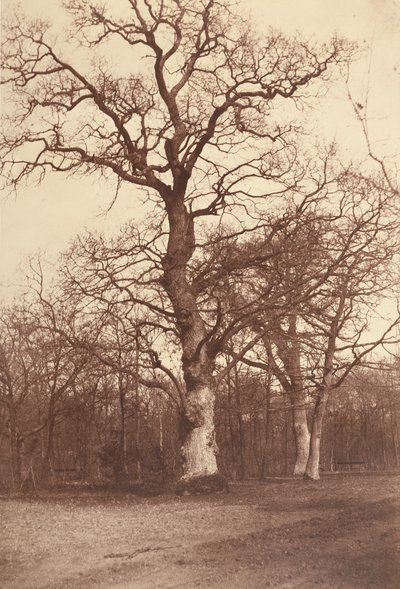 Studie van Bomen, Bois de Boulogne door Comte Olympe Aguado