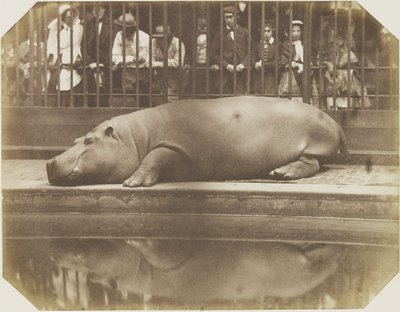 Obaysch, de nijlpaard, London Zoo door Comte de Montizón Don Juan