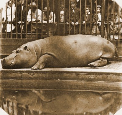 Obaysch de Nijlpaard, London Zoo door Comte de Montizón Juan