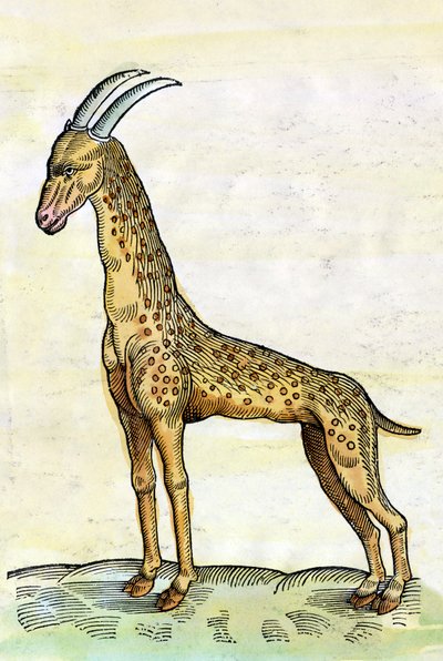 De giraf in Historia Animalium door Conrad Gesner (miniatuur) door Conrad Gessner