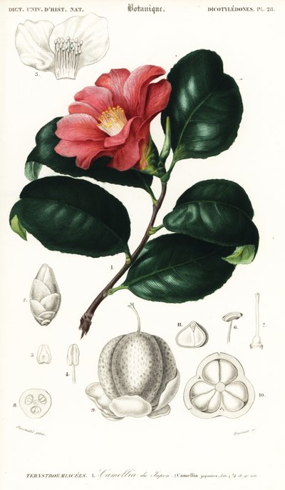 Japanse camellia, Camellia japonica door Conrad Johann Theodor Susemihl