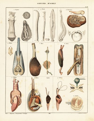 Anatomie van tweekleppige weekdieren door Conrad Kull