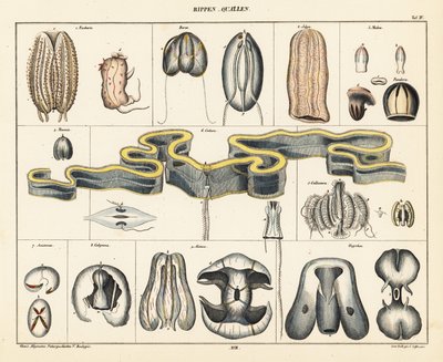Anatomie van kwallensoorten door Conrad Kull