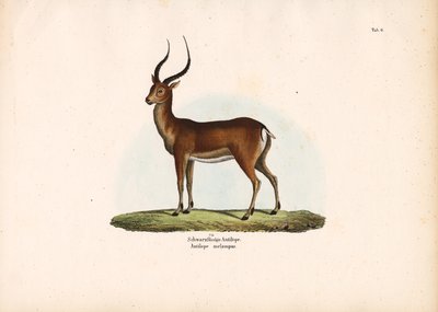 Zwartvoetige antilope door Conrad Kull