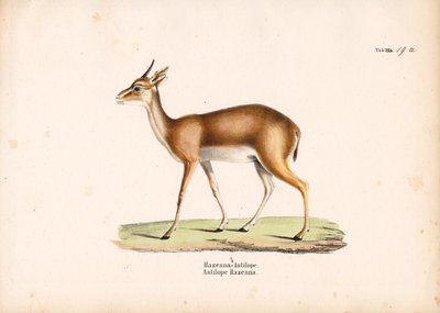Hazenna Antilope in profiel door Conrad Kull