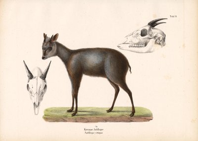 Impala met schedelvoorstellingen door Conrad Kull