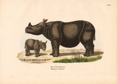Javaanse neushoorn met kalf door Conrad Kull