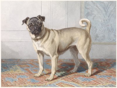 Portret van de mopshond van de familie Vom Rath door Conradijn Cunaeus