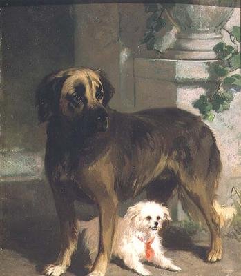 Een mastiff en een bichon door Conradyn Cunaeus