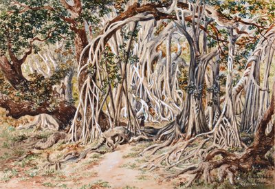 Studie van Baka Delo Boom, Anie Bay, Nananu, Fiji door Constance Frederica Gordon Cumming