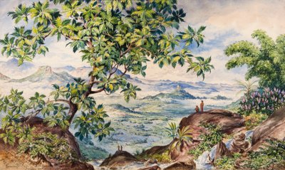 Studie van Broodvruchtboom, Allegalla Peak door Constance Frederica Gordon Cumming