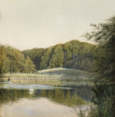 Zwanen op Paddington Pond, 1860s door Constance Phillott