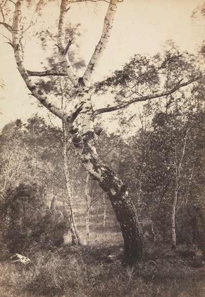 Studie van een Berkenboom, Barbizon door Constant Alexandre Famin