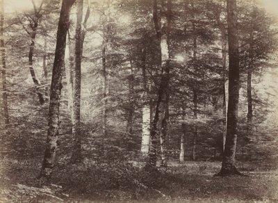 Zonder titel Het bos van Fontainebleau, ca. 1874 door Constant Alexandre Famin