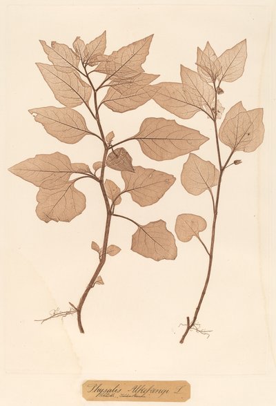 Physalis Alkekengi door Constetin von Ettinghausen and Alois Pokorny