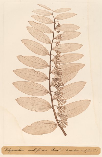 Polygonatum multiflorum Monch door Constetin von Ettinghausen and Alois Pokorny