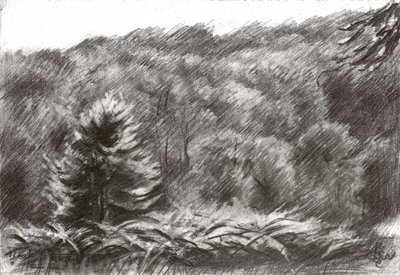 Tekening van een dennenbos door Corné Akkers
