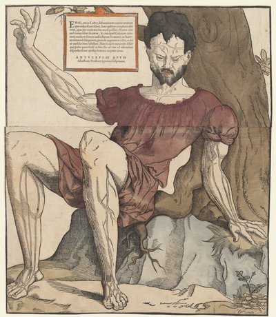 De aderen van het menselijk lichaam door Cornelis Anthonisz.