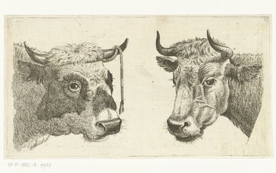 Kop van stier met touw aan horen en kop van koe door Cornelis  Bisschop