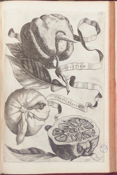 Gehoornde Sinaasappel, plaat 409 uit "Hesperides sive de Malorum Aureorum Cultura et Usu Libri Quatuor" door Giovanni Battista Ferrari, 1646 door Cornelis Bloemaert