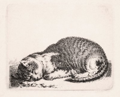 Slapende Kat, ca. 1607-81 door Cornelis Saftleven