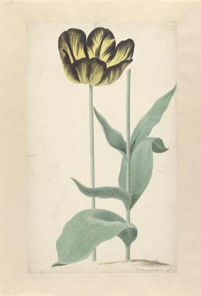 De tulp Bizard Catafalque door Cornelis van Noorde