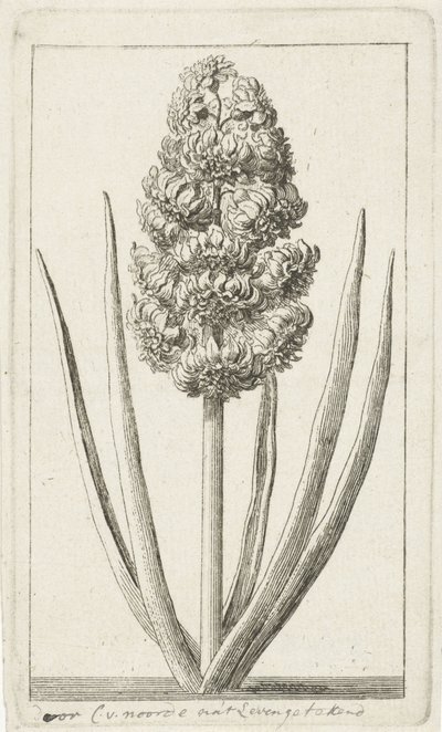 Hyacint door Cornelis van Noorde