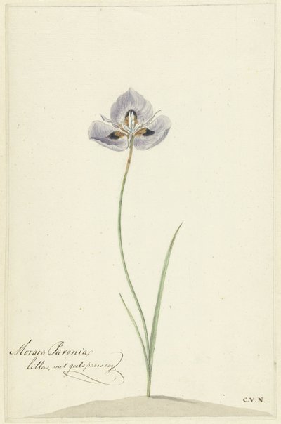Iris door Cornelis van Noorde