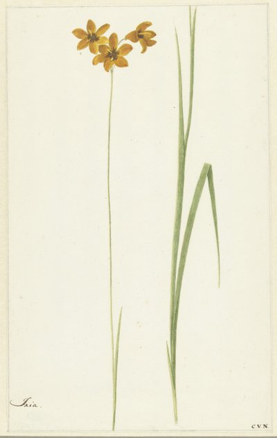 Ixia door Cornelis van Noorde