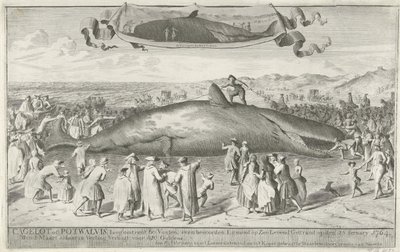 Potvis gestrand bij Egmond aan Zee, 1764 door Cornelis van Noorde