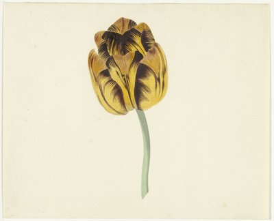 Tulp genaamd Bizard Leodie door Cornelis van Noorde