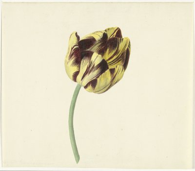 Tulp genaamd Bizard Pontifex Romanus door Cornelis van Noorde