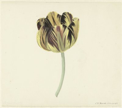 Tulp genaamd Bizard Rosette door Cornelis van Noorde