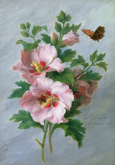 Hibiscus tegen een marmeren rand door Cornelis van Spaendonck